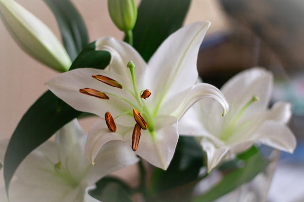 Hermosa flor de lirio blanco de cerca. Una especie de lirio blanco. Fondo, en blanco, textura. Hermosas flores.