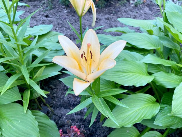 Una hermosa flor de lirio lilium bulbiferum floreció en el jardín