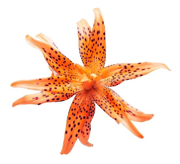 Hermosa flor de lirio naranja aislada sobre fondo blanco. Lily en forma de estrella de mar.