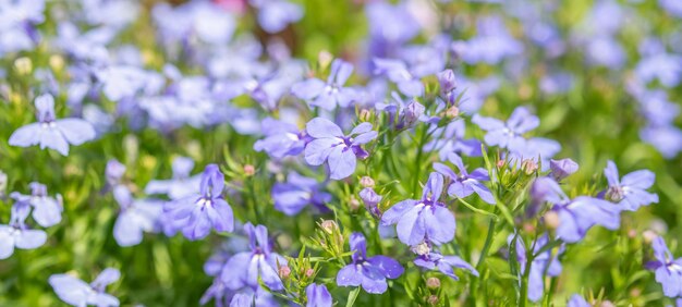 Hermosa flor de lobelia azul de cerca en el jardín