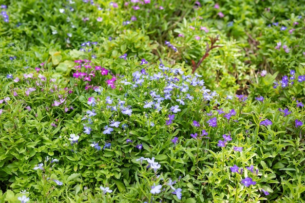 Hermosa flor de lobelia azul de cerca en el jardín