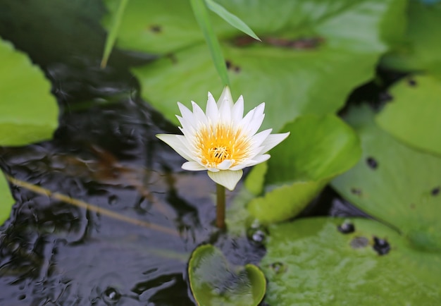 La hermosa flor de loto blanca que florece