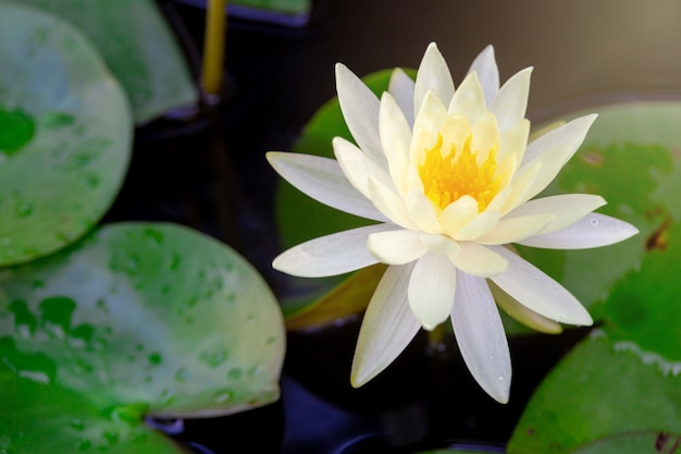Hermosa flor de loto blanco con estambre amarillo, hoja verde en estanque