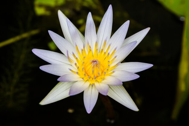 Hermosa flor de loto blanco en el estanque