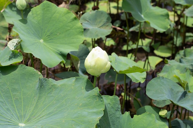 Hermosa flor de loto blanco floreciente con hojas