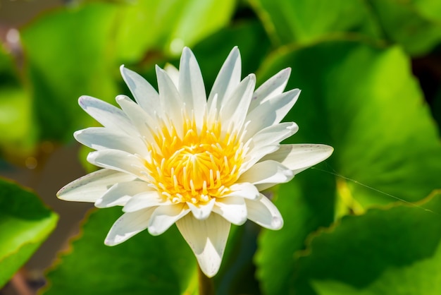 Hermosa flor de loto blanco con hoja verde