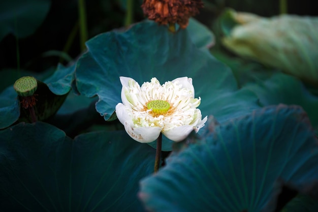 Hermosa flor de loto blanco con hojas de color verde oscuro en el estanque