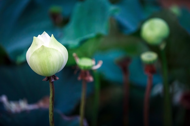 Hermosa flor de loto blanco con hojas de color verde oscuro en el estanque