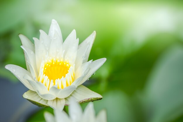 Hermosa flor de loto blanco y polen amarillo