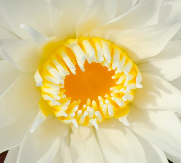 Hermosa flor de loto blanco