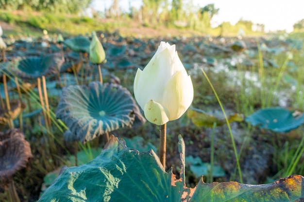 Hermosa flor de loto en el canal