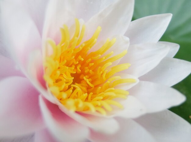 Hermosa flor de loto de cerca macro