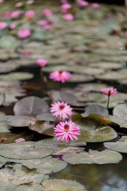 hermosa flor de loto en el estanque, gotas de agua sobre loto