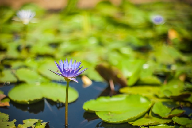 Hermosa flor de loto en el estanque