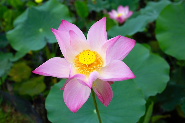 Hermosa flor de loto floreciente con hojas Estanque de nenúfares