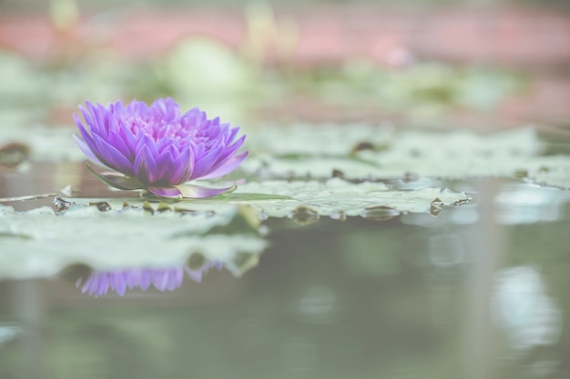 Hermosa flor de loto en el fondo de la naturaleza