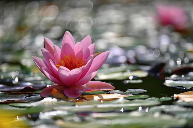 Hermosa flor de loto de lirio de agua rosa en un jardín en un estanque Reflexiones sobre la superficie del agua