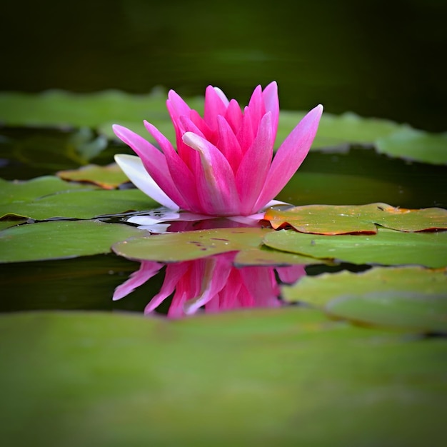 Hermosa flor de loto de lirio de agua rosa en un jardín en un estanque Reflexiones sobre la superficie del agua