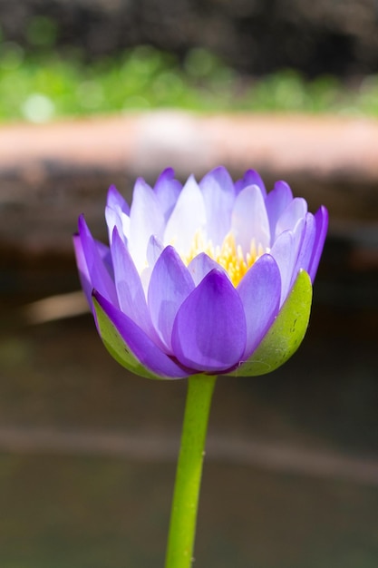 Hermosa flor de loto Nymphaea flor de lirio de agua