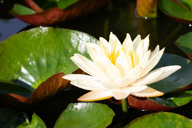 Hermosa flor de loto Nymphaea floreciente con hojas Olla de lirio de agua