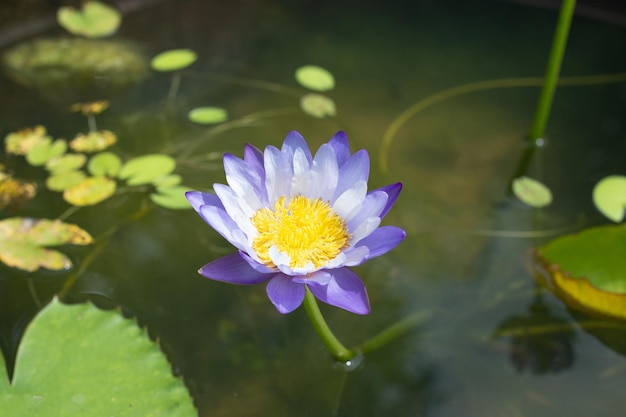 Hermosa flor de loto Nymphaea floreciente con hojas Olla de lirio de agua