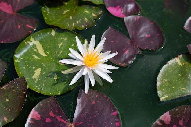 Hermosa flor de loto Nymphaea floreciente con hojas Olla de lirio de agua