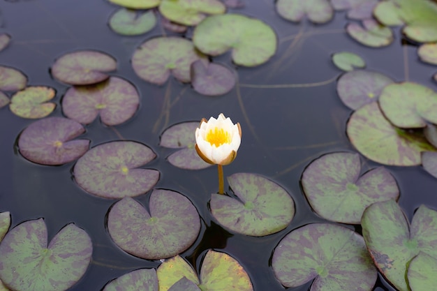 Hermosa flor de loto Nymphaea floreciente con hojas Olla de lirio de agua