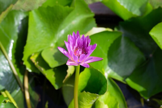 Hermosa flor de loto Nymphaea floreciente con hojas Olla de lirio de agua