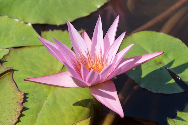 Hermosa flor de loto o lirio de agua rosa con hoja verde en el estanque.