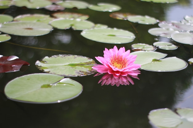 Hermosa flor de loto o nenúfar en el estanque