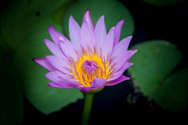 Hermosa flor de loto o nenúfar.