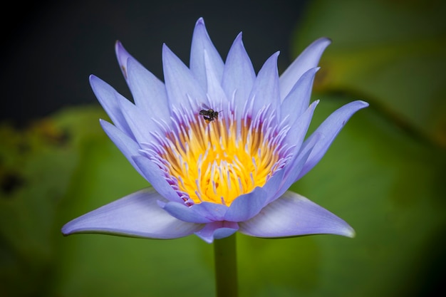 Hermosa flor de loto o nenúfar.