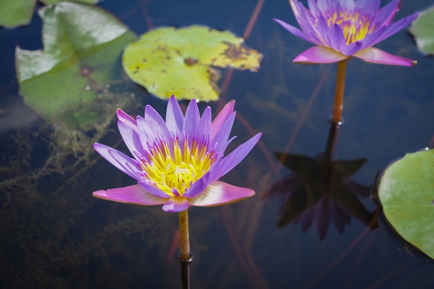 Hermosa flor de loto púrpura con hojas verdes