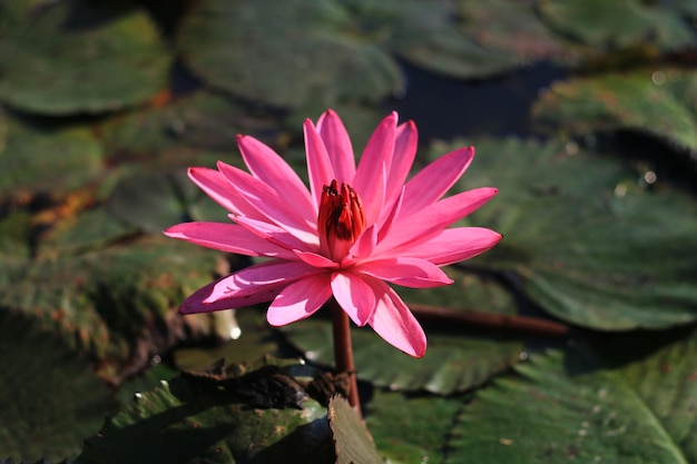 Hermosa flor de loto rojo en el lago. Aislado, objeto, etc.