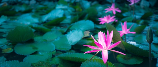 Hermosa flor de loto rosa en estanque Fondo de flor de loto rosa Lirio flotando en el aguaxA