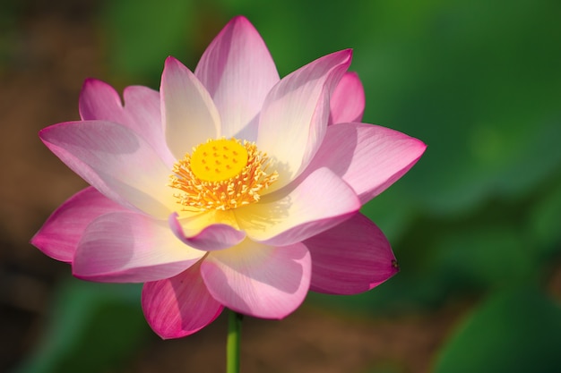 Hermosa flor de loto rosa en floración