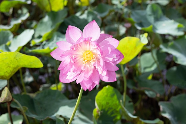 Hermosa flor de loto rosa floreciente con hojas Estanque de nenúfares