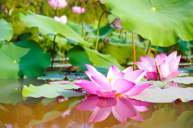 Hermosa flor de loto rosa con hojas verdes en el fondo de la naturaleza