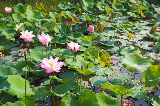 Hermosa flor de loto rosa con hojas verdes de la naturaleza en el río