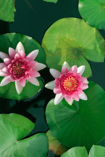 Hermosa flor de loto rosa con hojas