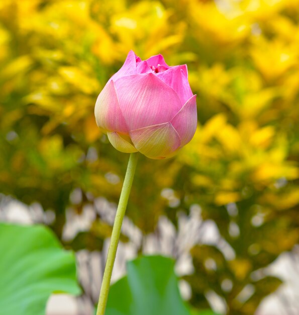 Hermosa flor de loto rosa en el jardín