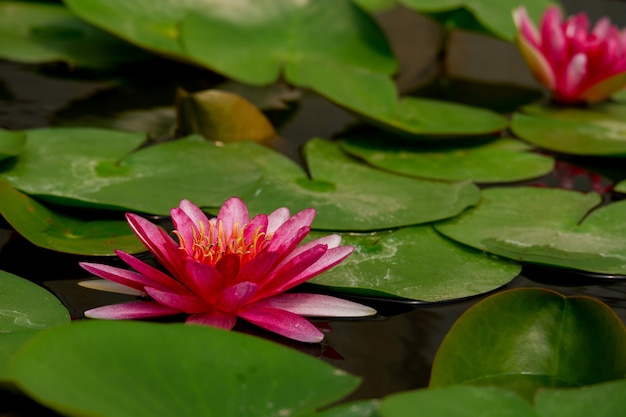 Hermosa flor de loto rosa