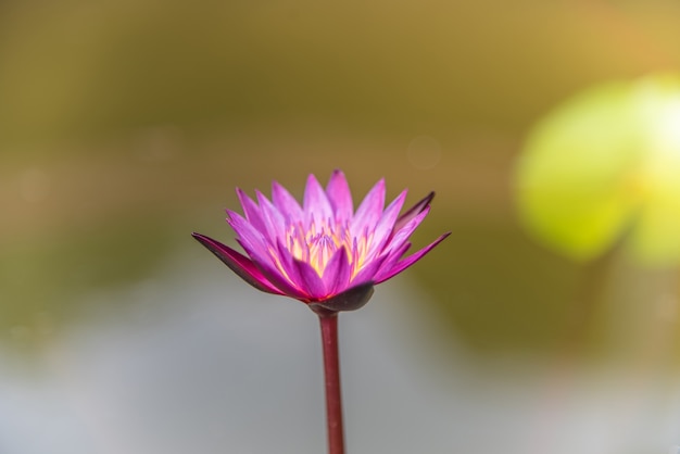Una hermosa flor de loto rosa.