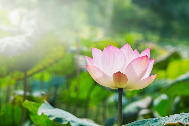 Hermosa flor de loto con sol en el estanque