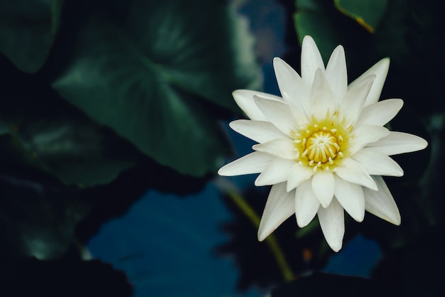 hermosa flor de loto con superficie de agua azul profundo