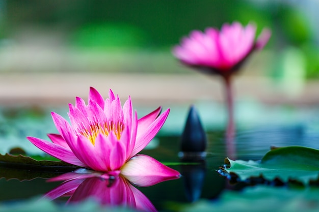 Hermosa flor de loto en la superficie del estanque