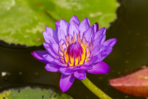 Hermosa flor de loto violeta en el estanque