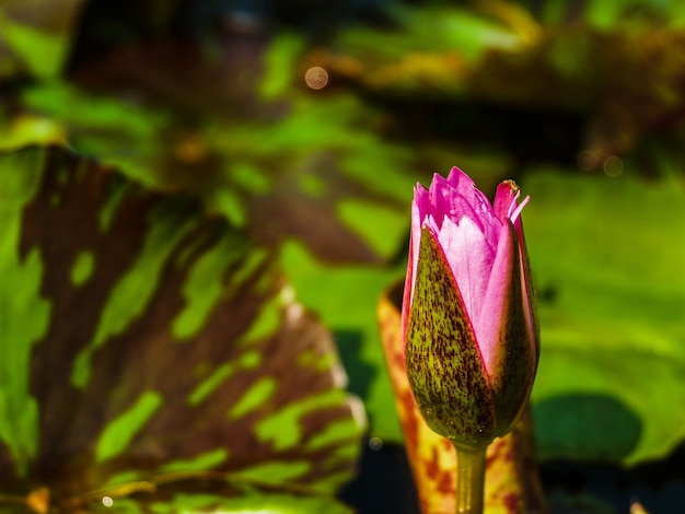 hermosa flor de loto