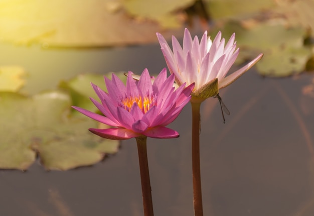 Hermosa flor de loto