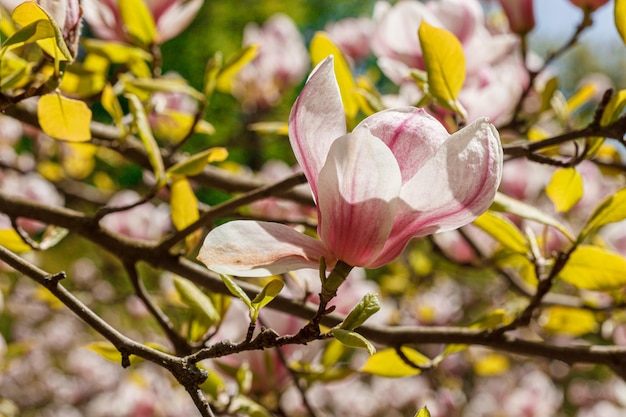 hermosa flor de magnolia contra el primer plano del cielo azul